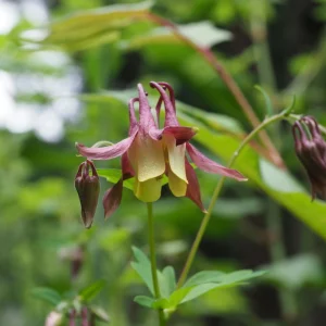 Aquilegia oxysepala Oriental Columbine Seeds – 25 Seeds – Red & Yellow Nodding Blooms – Perennial - Image 5