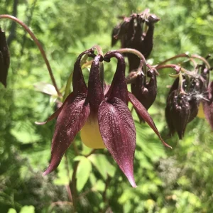 Aquilegia oxysepala Oriental Columbine Seeds – 25 Seeds – Red & Yellow Nodding Blooms – Perennial - Image 6