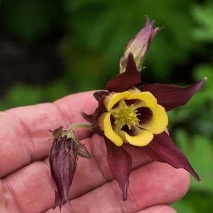 Aquilegia oxysepala Oriental Columbine Seeds – 25 Seeds – Red & Yellow Nodding Blooms – Perennial - Image 7