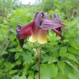 Aquilegia oxysepala Oriental Columbine Seeds – 25 Seeds – Red & Yellow Nodding Blooms – Perennial - Image 8