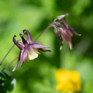 Aquilegia oxysepala Oriental Columbine Seeds – 25 Seeds – Red & Yellow Nodding Blooms – Perennial - Image 9