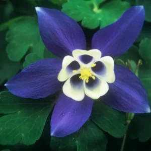 Aquilegia Spring Magic Navy White Columbine Seeds - 25 Seeds - Cold Hardy - Image 11
