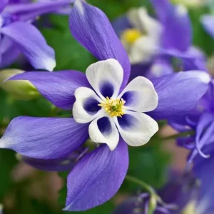 Aquilegia Spring Magic Navy White Columbine Seeds - 25 Seeds - Cold Hardy - Image 12