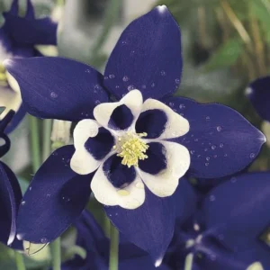 Aquilegia Spring Magic Navy White Columbine Seeds - 25 Seeds - Cold Hardy - Image 14