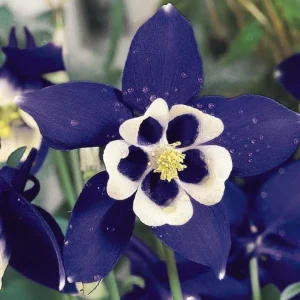 Aquilegia Spring Magic Navy White Columbine Seeds - 25 Seeds - Cold Hardy - Image 2