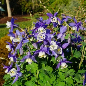 Aquilegia Spring Magic Navy White Columbine Seeds - 25 Seeds - Cold Hardy - Image 6