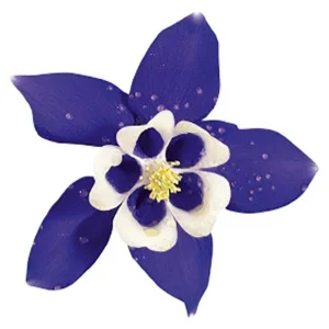 Aquilegia Spring Magic Navy White Columbine Seeds - 25 Seeds - Cold Hardy - Image 7