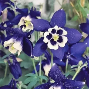 Aquilegia Spring Magic Navy White Columbine Seeds - 25 Seeds - Cold Hardy - Image 9