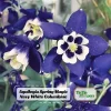 Aquilegia Spring Magic Navy White Columbine Seeds - 25 Seeds - Cold Hardy - Image 1