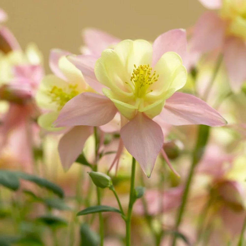 Aquilegia Swan Pink Yellow Columbine Seeds - Perennial Flower Seeds - 25 Seeds - Image 10