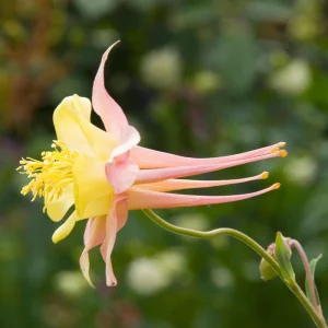 Aquilegia Swan Pink Yellow Columbine Seeds - Perennial Flower Seeds - 25 Seeds - Image 11