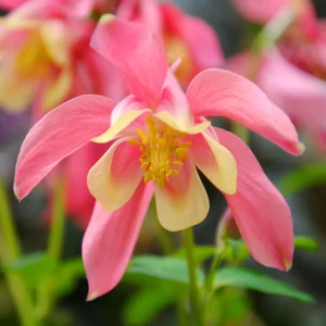 Aquilegia Swan Pink Yellow Columbine Seeds - Perennial Flower Seeds - 25 Seeds - Image 12