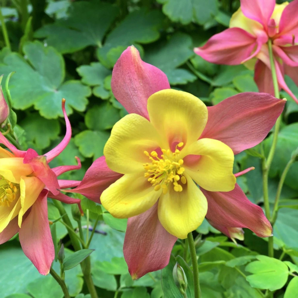 Aquilegia Swan Pink Yellow Columbine Seeds - Perennial Flower Seeds - 25 Seeds - Image 13
