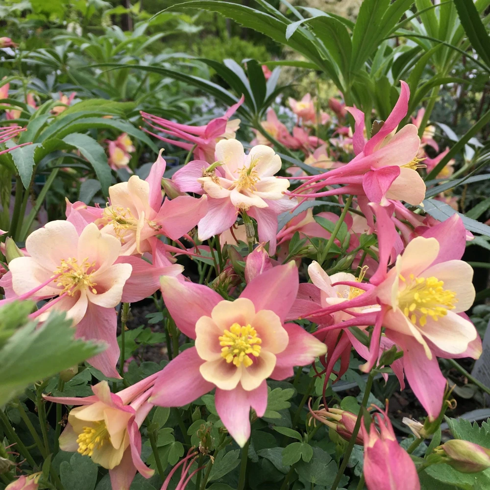 Aquilegia Swan Pink Yellow Columbine Seeds - Perennial Flower Seeds - 25 Seeds - Image 14