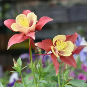 Aquilegia Swan Pink Yellow Columbine Seeds - Perennial Flower Seeds - 25 Seeds - Image 15