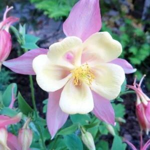 Aquilegia Swan Pink Yellow Columbine Seeds - Perennial Flower Seeds - 25 Seeds - Image 16