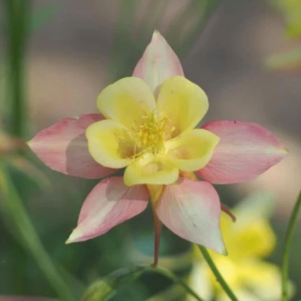 Aquilegia Swan Pink Yellow Columbine Seeds - Perennial Flower Seeds - 25 Seeds - Image 17