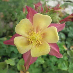 Aquilegia Swan Pink Yellow Columbine Seeds - Perennial Flower Seeds - 25 Seeds - Image 18