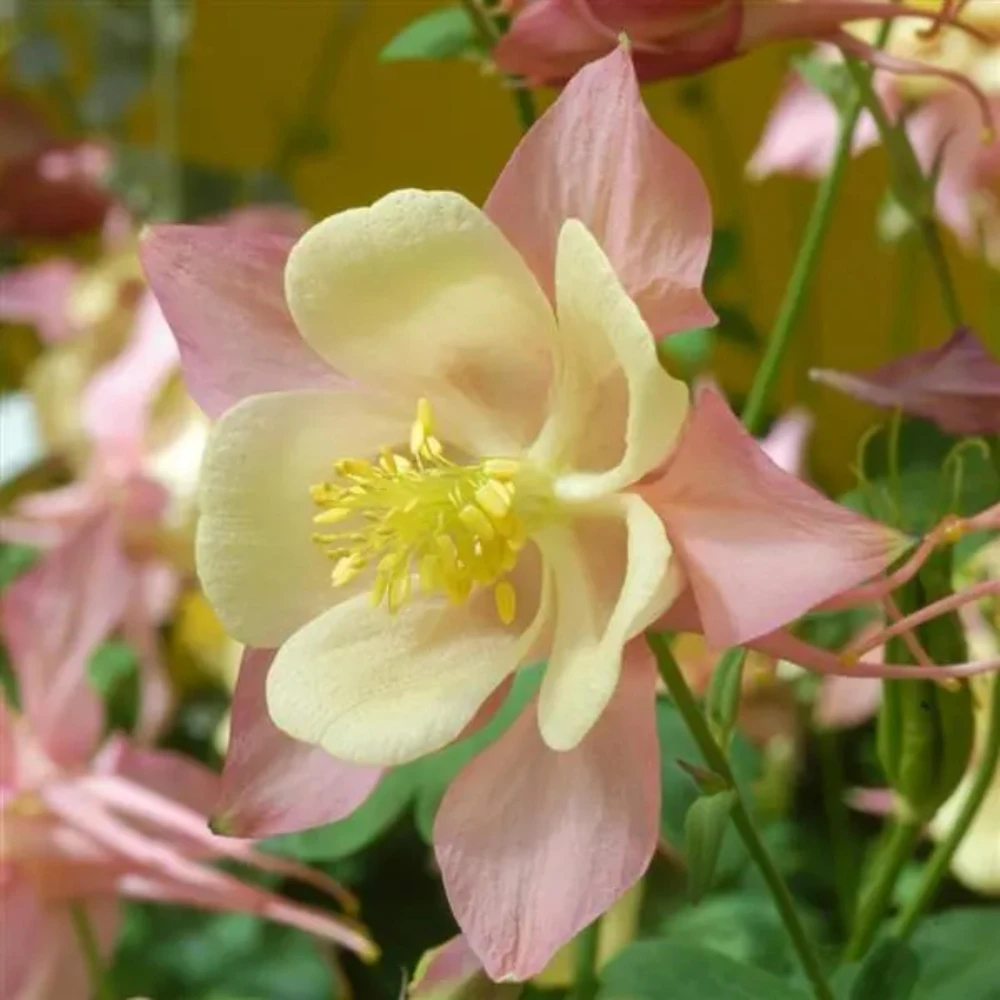 Aquilegia Swan Pink Yellow Columbine Seeds - Perennial Flower Seeds - 25 Seeds - Image 2