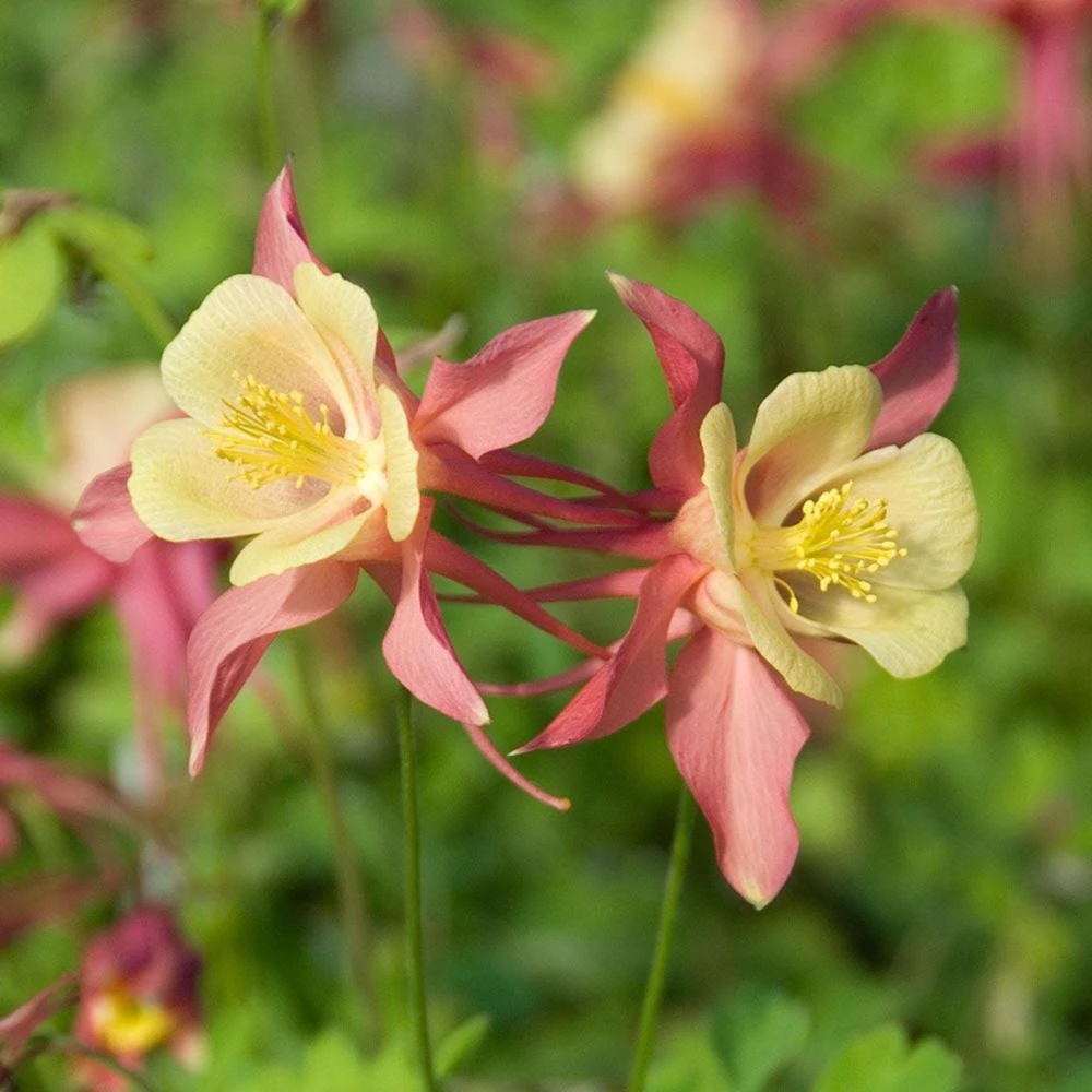 Aquilegia Swan Pink Yellow Columbine Seeds - Perennial Flower Seeds - 25 Seeds - Image 3