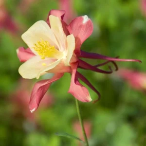 Aquilegia Swan Pink Yellow Columbine Seeds - Perennial Flower Seeds - 25 Seeds - Image 4