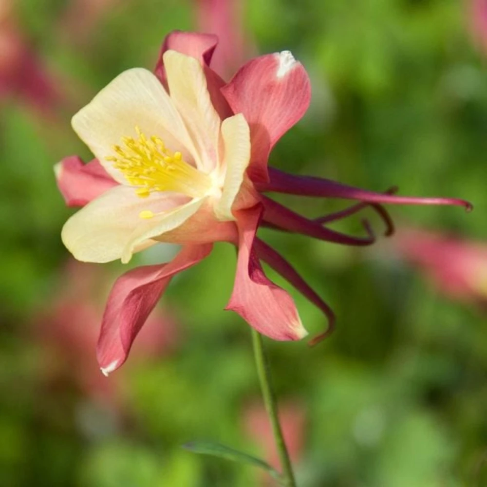 Aquilegia Swan Pink Yellow Columbine Seeds - Perennial Flower Seeds - 25 Seeds - Image 4