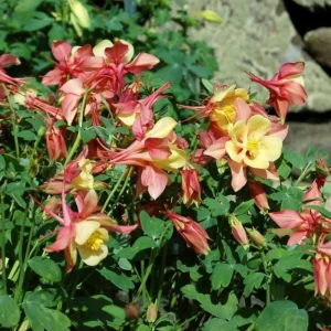 Aquilegia Swan Pink Yellow Columbine Seeds - Perennial Flower Seeds - 25 Seeds - Image 5