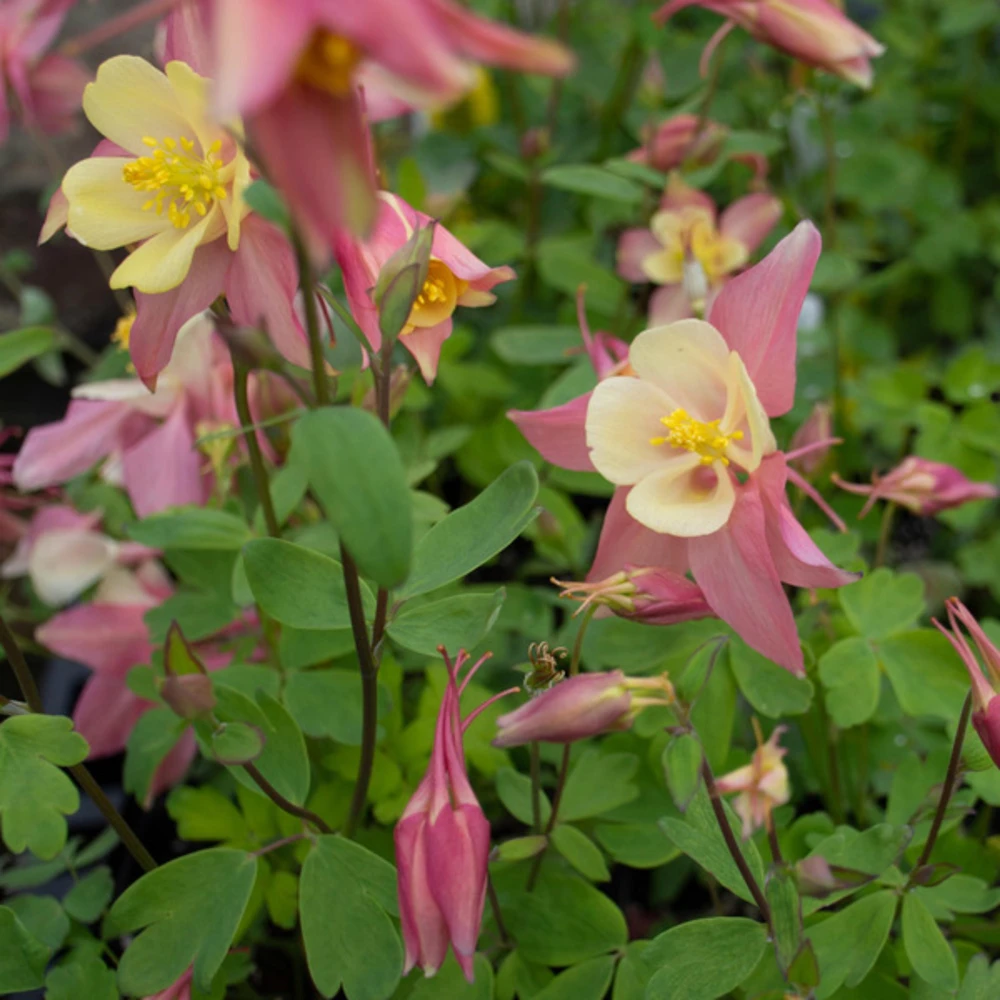 Aquilegia Swan Pink Yellow Columbine Seeds - Perennial Flower Seeds - 25 Seeds - Image 6