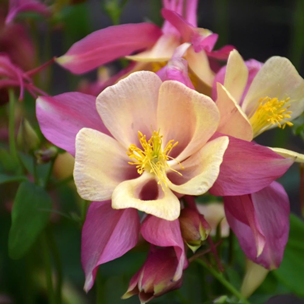 Aquilegia Swan Pink Yellow Columbine Seeds - Perennial Flower Seeds - 25 Seeds - Image 7