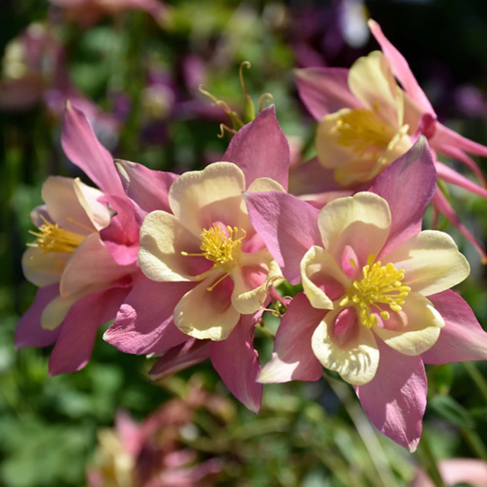 Aquilegia Swan Pink Yellow Columbine Seeds - Perennial Flower Seeds - 25 Seeds - Image 8