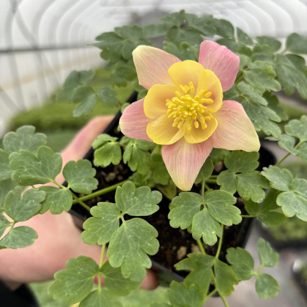 Aquilegia Swan Pink Yellow Columbine Seeds - Perennial Flower Seeds - 25 Seeds - Image 9