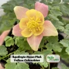 Aquilegia Swan Pink Yellow Columbine Seeds - Perennial Flower Seeds - 25 Seeds - Image 1