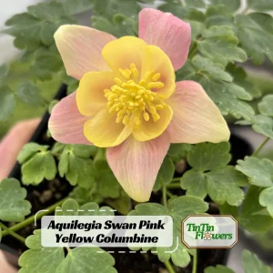 Aquilegia Swan Pink Yellow Columbine Seeds - Perennial Flower Seeds - 25 Seeds - Image 1