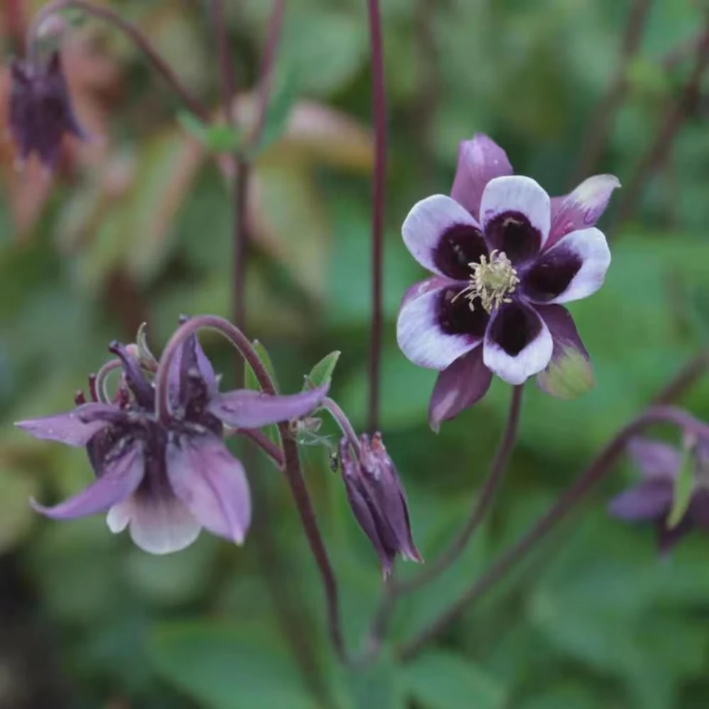 Aquilegia vulgaris Magpie Columbine Seeds - 25 Seeds - Cold Resistant Deciduous - Image 10