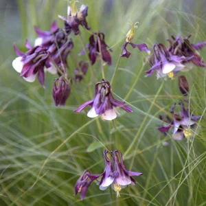 Aquilegia vulgaris Magpie Columbine Seeds - 25 Seeds - Cold Resistant Deciduous - Image 11