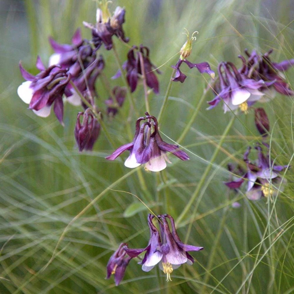 Aquilegia vulgaris Magpie Columbine Seeds - 25 Seeds - Cold Resistant Deciduous - Image 11