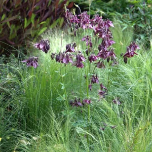 Aquilegia vulgaris Magpie Columbine Seeds - 25 Seeds - Cold Resistant Deciduous - Image 12