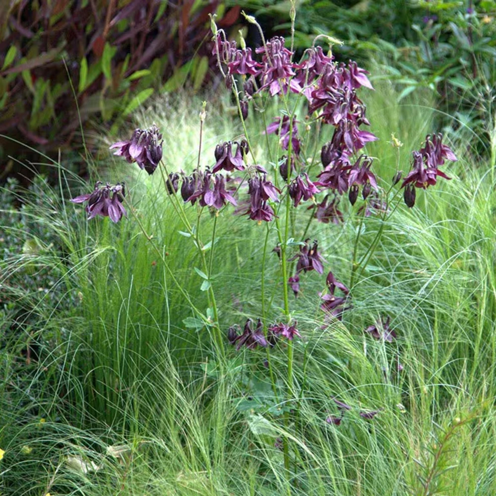Aquilegia vulgaris Magpie Columbine Seeds - 25 Seeds - Cold Resistant Deciduous - Image 12