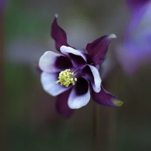 Aquilegia vulgaris Magpie Columbine Seeds - 25 Seeds - Cold Resistant Deciduous - Image 13