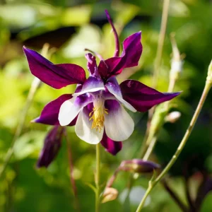 Aquilegia vulgaris Magpie Columbine Seeds - 25 Seeds - Cold Resistant Deciduous - Image 14