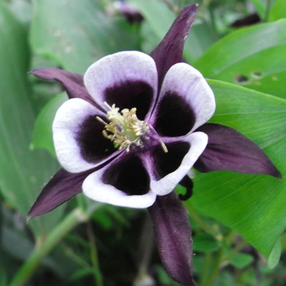 Aquilegia vulgaris Magpie Columbine Seeds - 25 Seeds - Cold Resistant Deciduous - Image 15