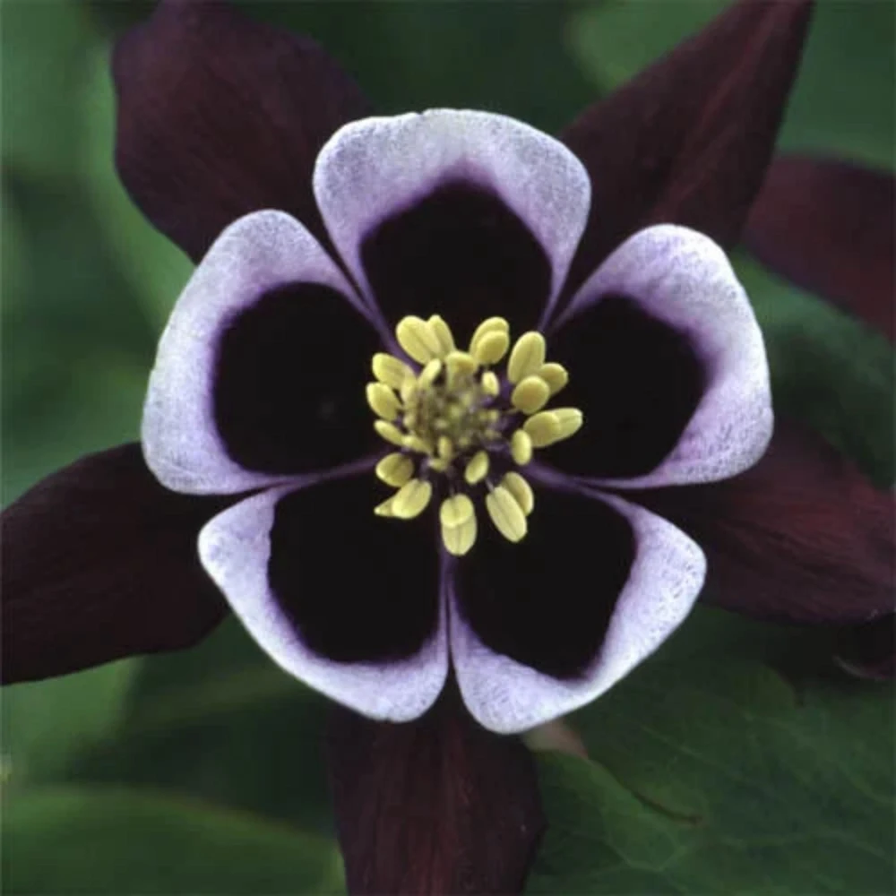 Aquilegia vulgaris Magpie Columbine Seeds - 25 Seeds - Cold Resistant Deciduous - Image 16