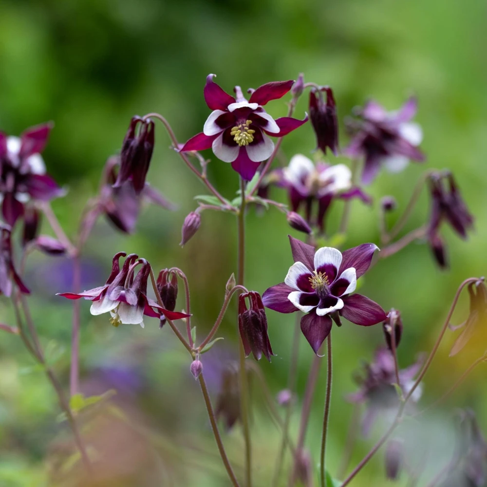 Aquilegia vulgaris Magpie Columbine Seeds - 25 Seeds - Cold Resistant Deciduous - Image 17