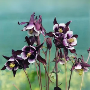 Aquilegia vulgaris Magpie Columbine Seeds - 25 Seeds - Cold Resistant Deciduous - Image 18