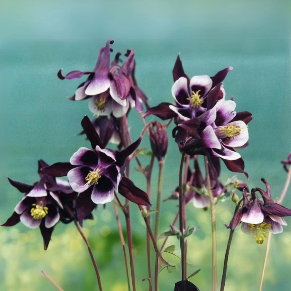 Aquilegia vulgaris Magpie Columbine Seeds - 25 Seeds - Cold Resistant Deciduous - Image 18