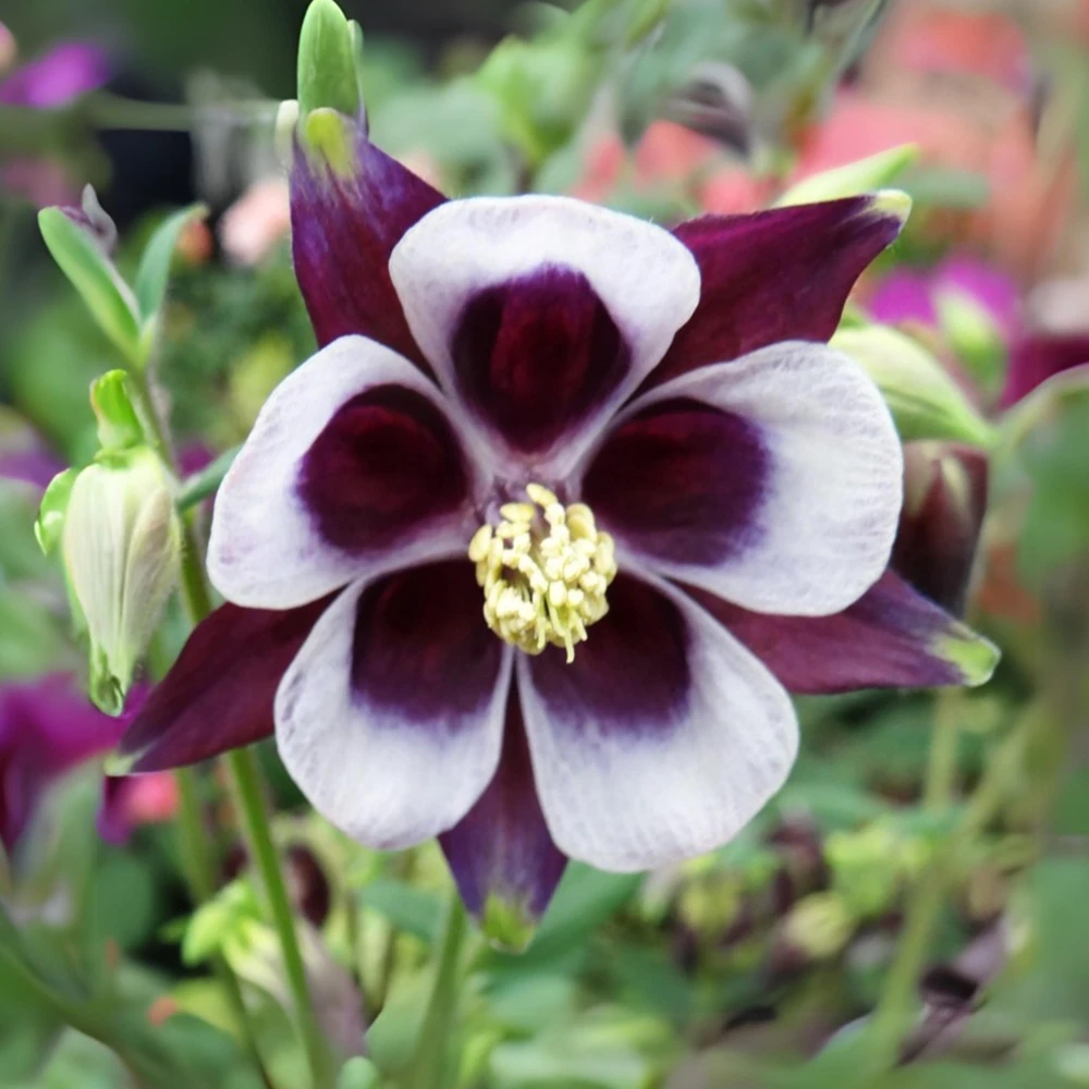 Aquilegia vulgaris Magpie Columbine Seeds - 25 Seeds - Cold Resistant Deciduous - Image 2