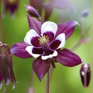 Aquilegia vulgaris Magpie Columbine Seeds - 25 Seeds - Cold Resistant Deciduous - Image 3