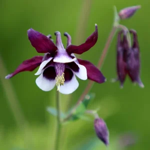 Aquilegia vulgaris Magpie Columbine Seeds - 25 Seeds - Cold Resistant Deciduous - Image 4