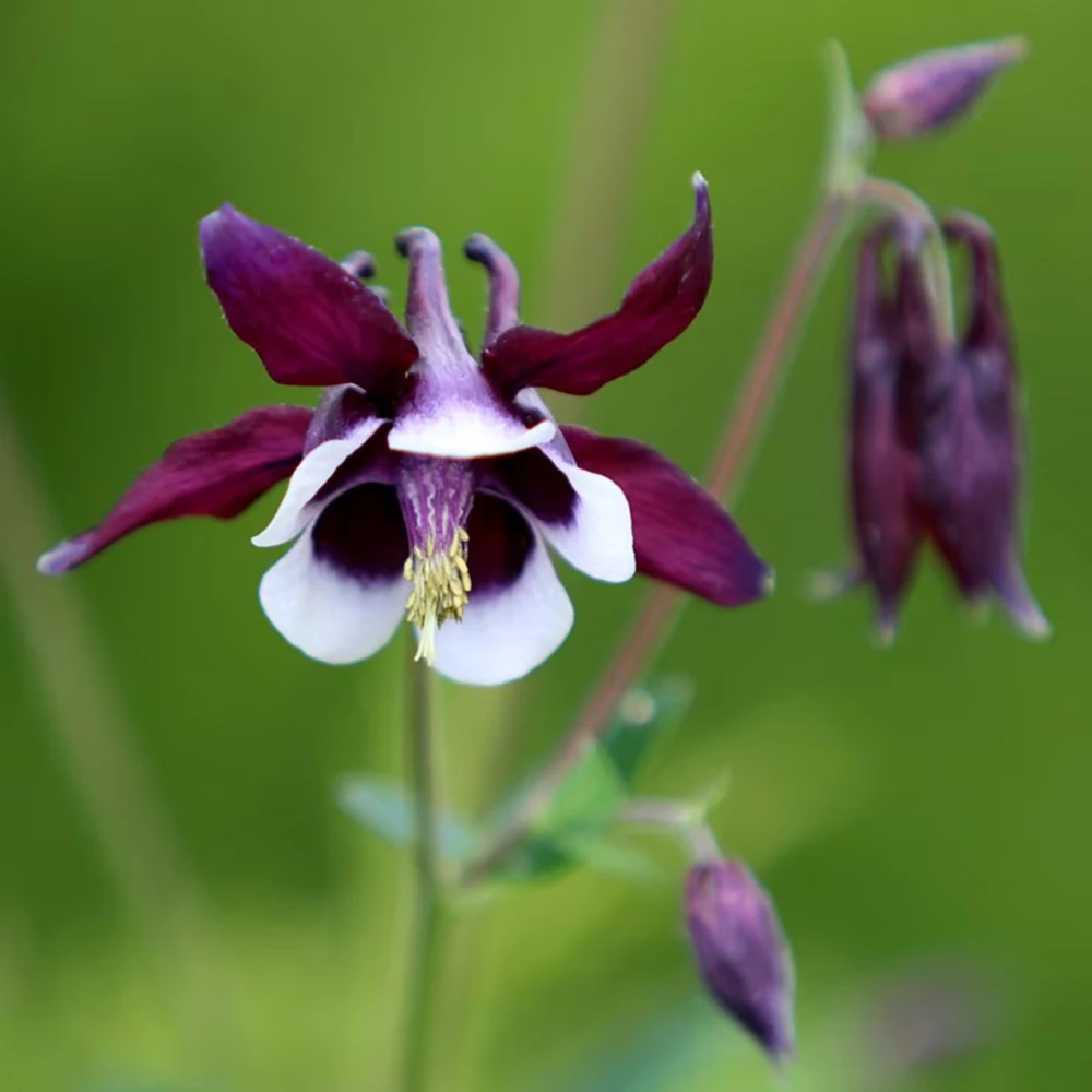 Aquilegia vulgaris Magpie Columbine Seeds - 25 Seeds - Cold Resistant Deciduous - Image 4