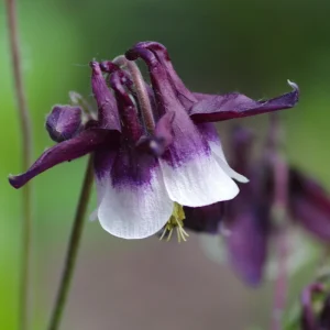 Aquilegia vulgaris Magpie Columbine Seeds - 25 Seeds - Cold Resistant Deciduous - Image 5